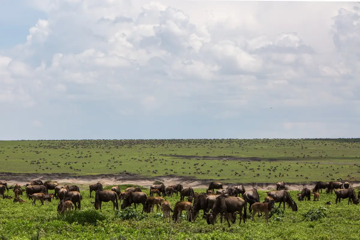 The best wonderful site safari